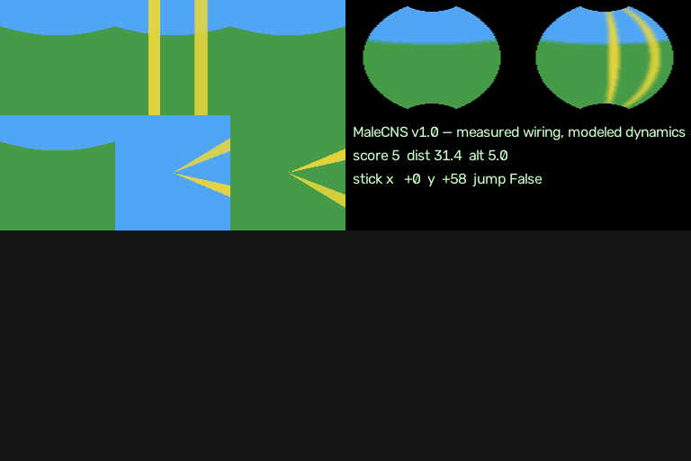 Left: the fly's rendered world, ground and sky with yellow landmark stripes. Right: the paired fisheye view of what the two simulated compound eyes see, with the HUD showing MaleCNS v1.0 and live stick values.